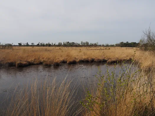 Kalmthoutse Heide, Kalmthout (België)